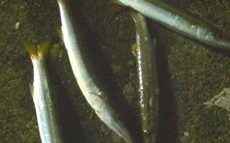 カマス爆釣！そして外道は大物